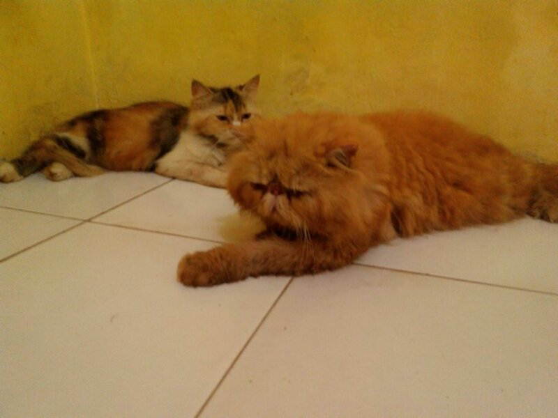 JASA PACAK PERSIA PEAKNOSE EXTREAM