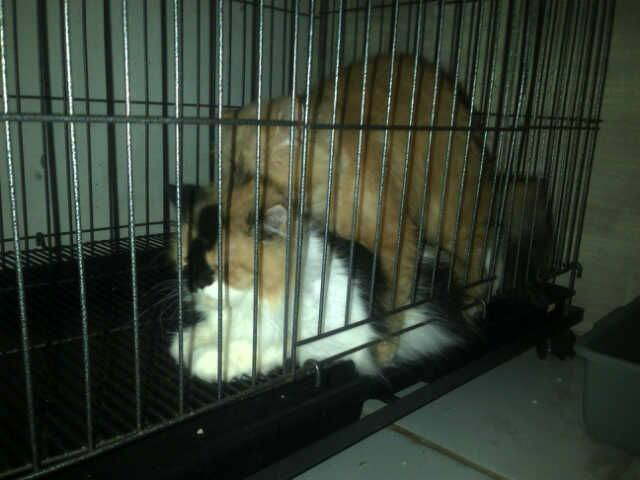 JASA PACAK PERSIA PEAKNOSE EXTREAM