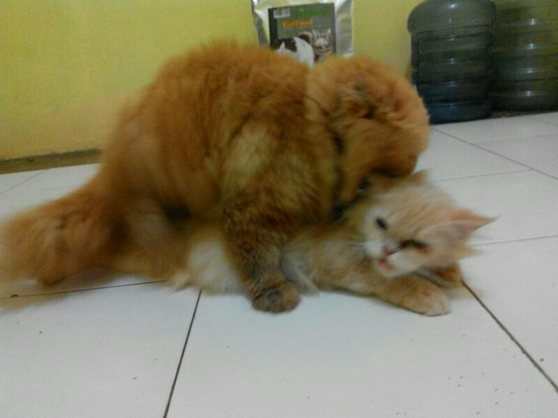 JASA PACAK PERSIA PEAKNOSE EXTREAM
