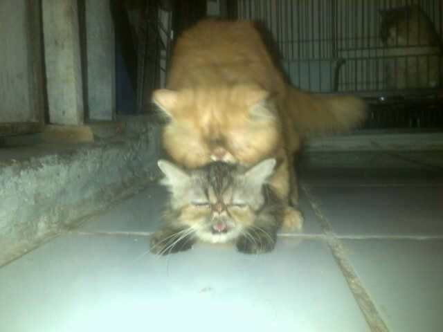 JASA PACAK PERSIA PEAKNOSE EXTREAM