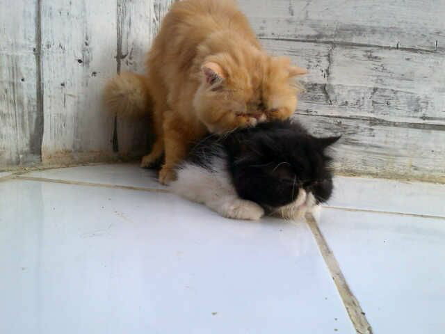 JASA PACAK PERSIA PEAKNOSE EXTREAM