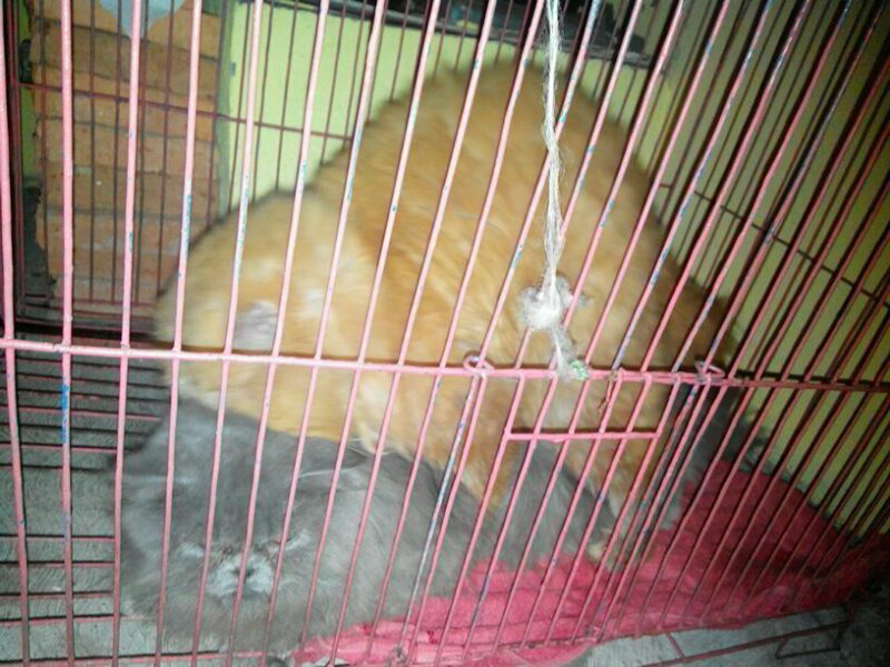 JASA PACAK PERSIA PEAKNOSE EXTREAM