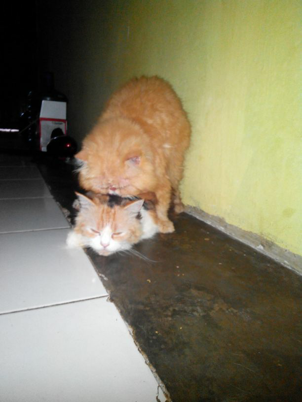 JASA PACAK PERSIA PEAKNOSE EXTREAM