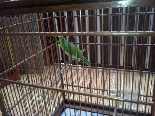 jual burung Cucak ijo jatim