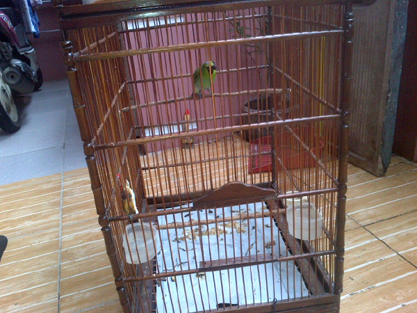 jual burung Cucak ijo jatim
