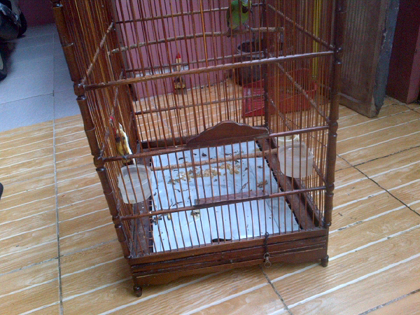 jual burung Cucak ijo jatim