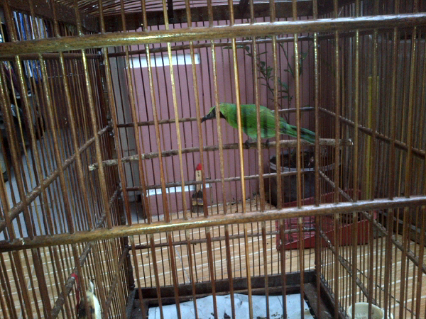 jual burung Cucak ijo jatim