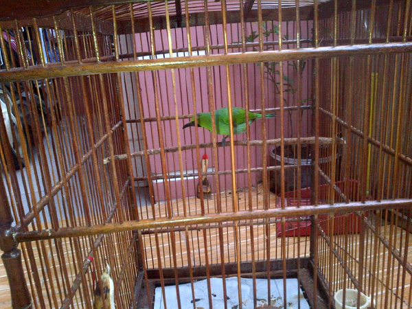 jual burung Cucak ijo jatim