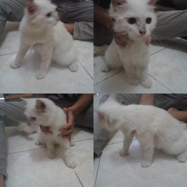 WTS PERSIA MEDIUM PUTIH DAN HITAM