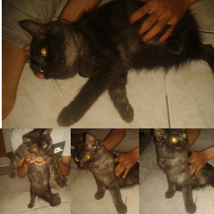 WTS PERSIA MEDIUM PUTIH DAN HITAM