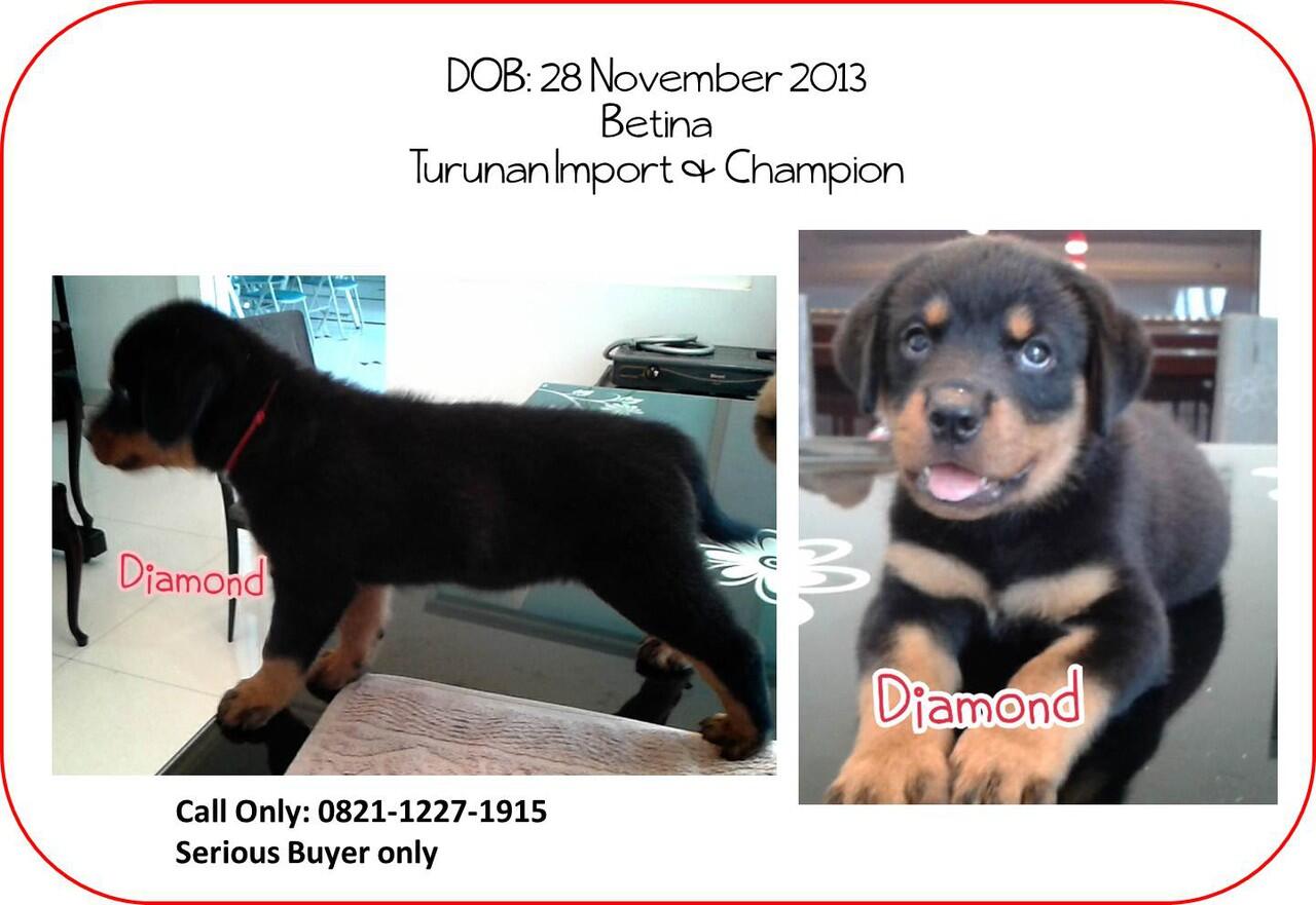 Dijual anakan rottweiler berkualitas