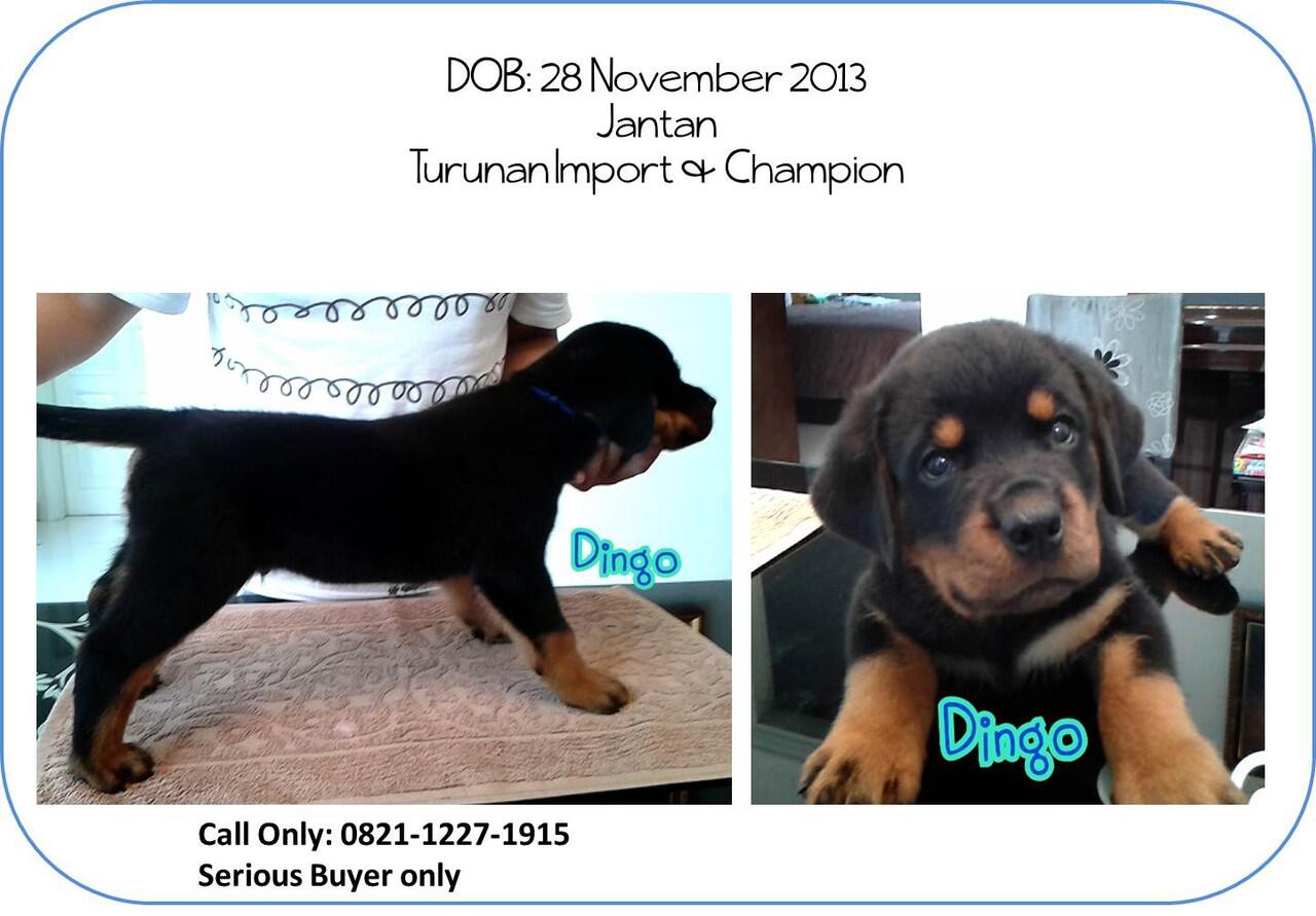Dijual anakan rottweiler berkualitas