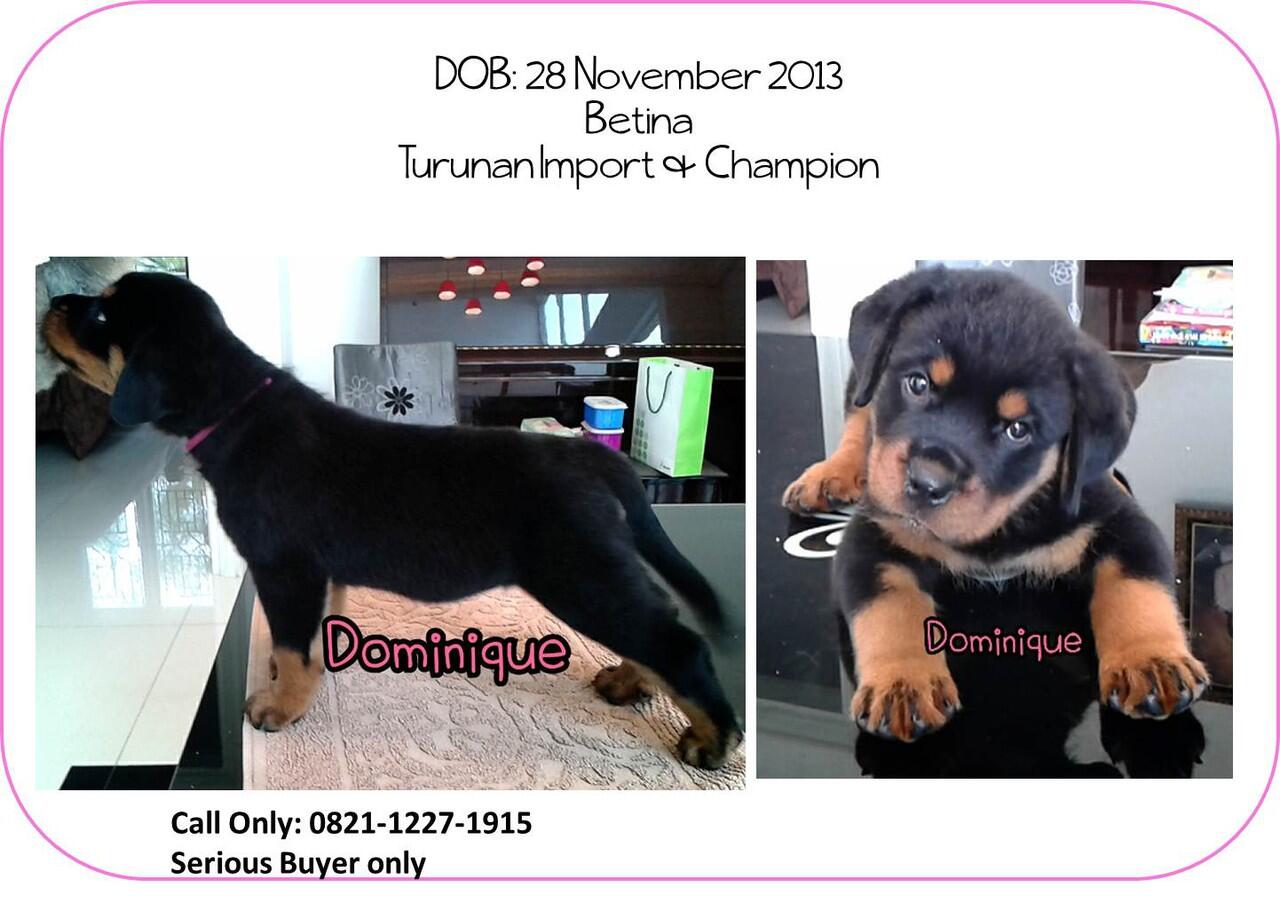 Dijual anakan rottweiler berkualitas