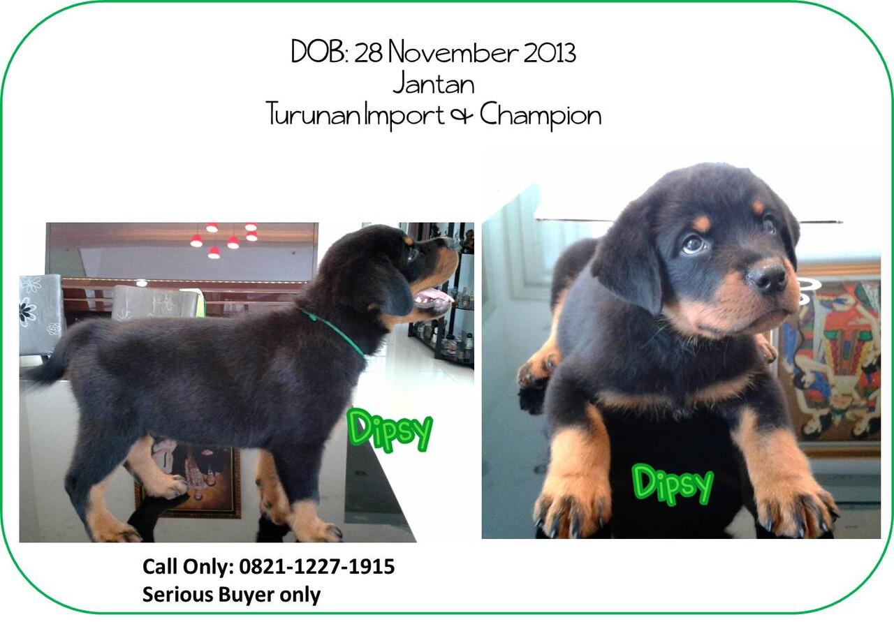 Dijual anakan rottweiler berkualitas