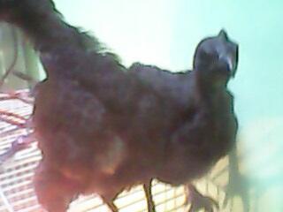 Sepasang Anakan Cemani Hoki Umur 3 bln