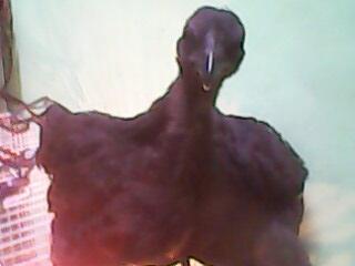 Sepasang Anakan Ayam Cemani Hoki Umur 3 bln