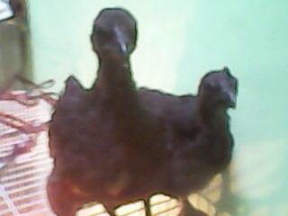 Sepasang Anakan Ayam Cemani Hoki Umur 3 bln