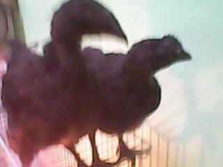 Sepasang Anakan Ayam Cemani Hoki Umur 3 bln