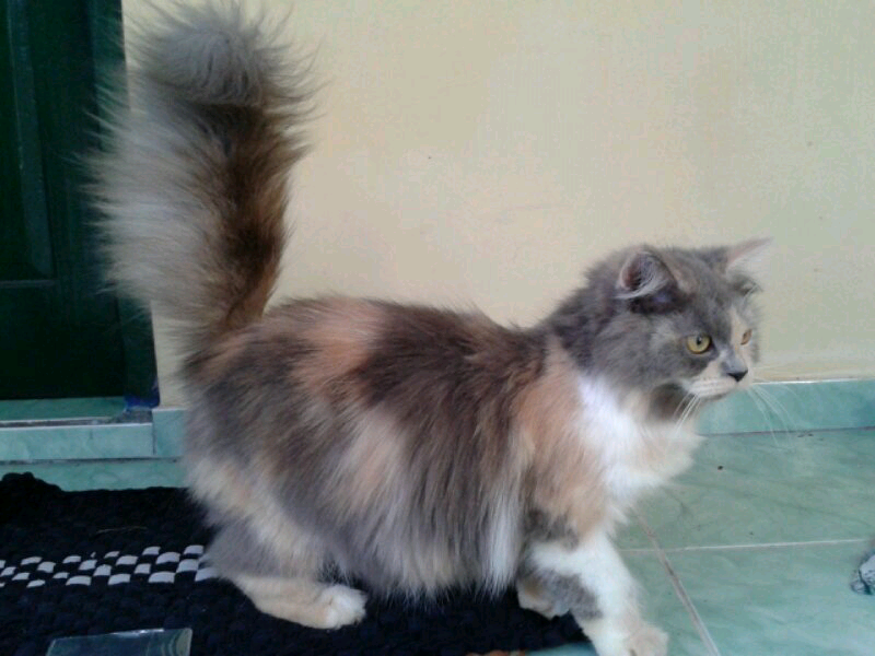 kucing persia betina indukan birahi