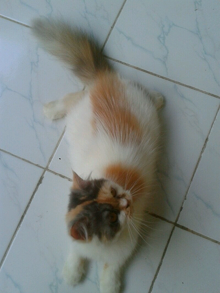 kucing persia betina indukan birahi