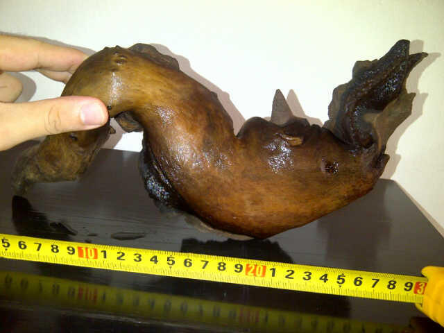 Kayu Aquascape/Aquarium 28-30 cm, Bentuk Unik Kondisi Terawat. . .