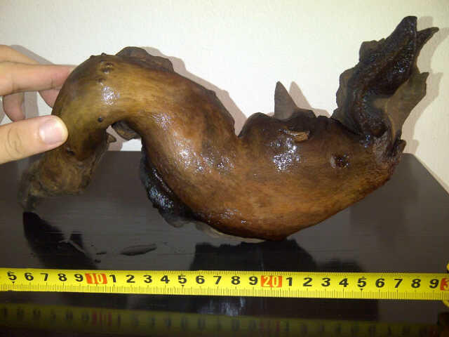 Kayu Aquascape/Aquarium 28-30 cm, Bentuk Unik Kondisi Terawat. . .