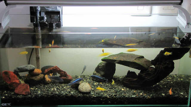Kayu Aquascape/Aquarium 28-30 cm, Bentuk Unik Kondisi Terawat. . .