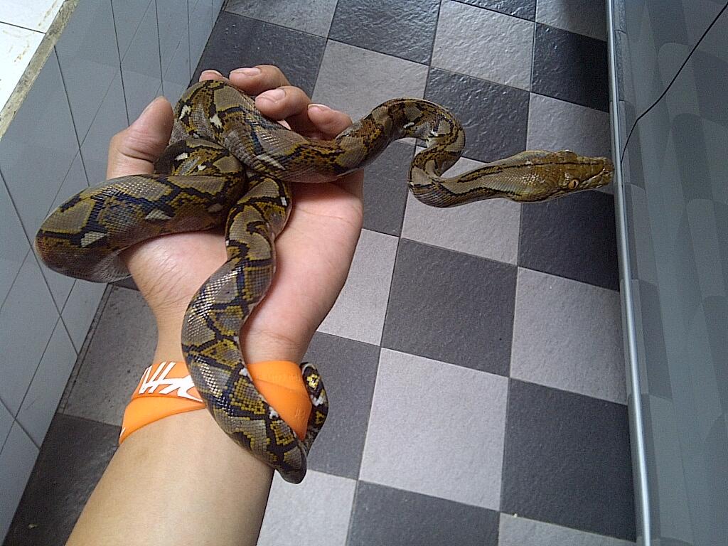 Varanus salvator dan retic jawa (WC) Surabaya