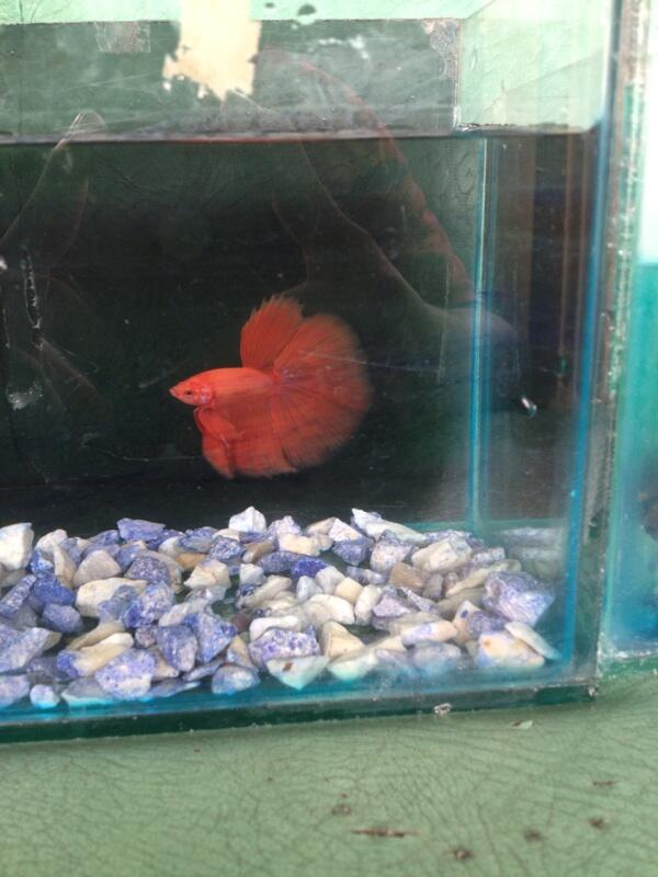 Jual cupang Halfmoon ORANGE