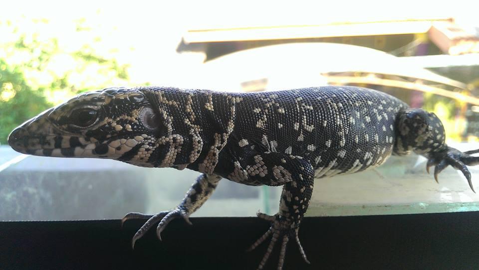 Jual TeGu Colombia berlafazd kan ALLAH