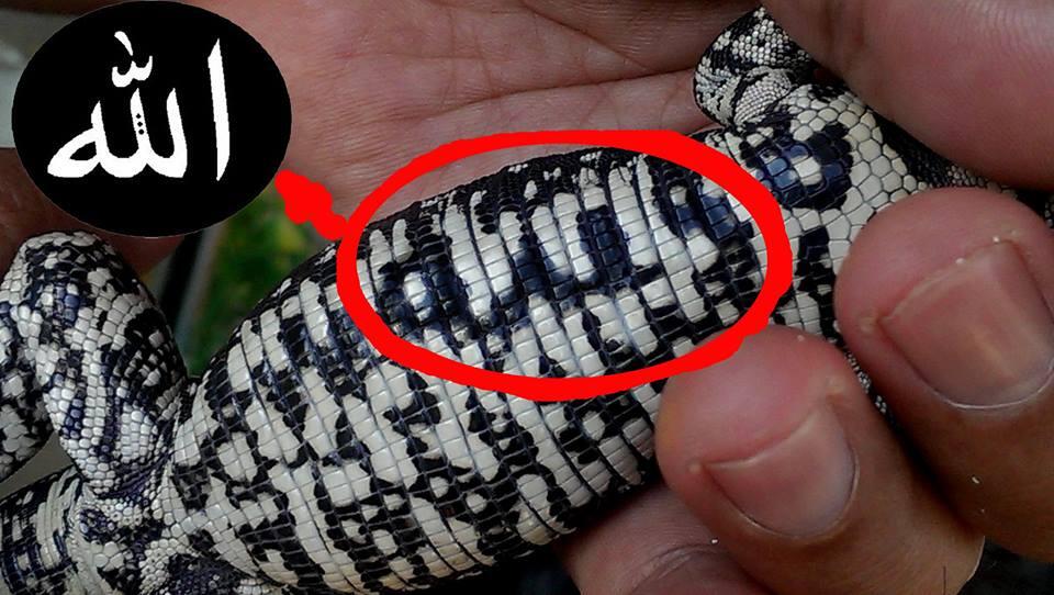 Jual TeGu Colombia berlafazd kan ALLAH