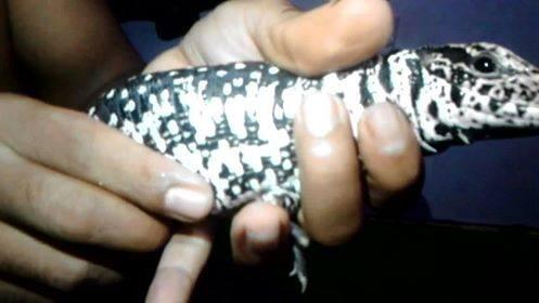 Jual TeGu Colombia berlafazd kan ALLAH