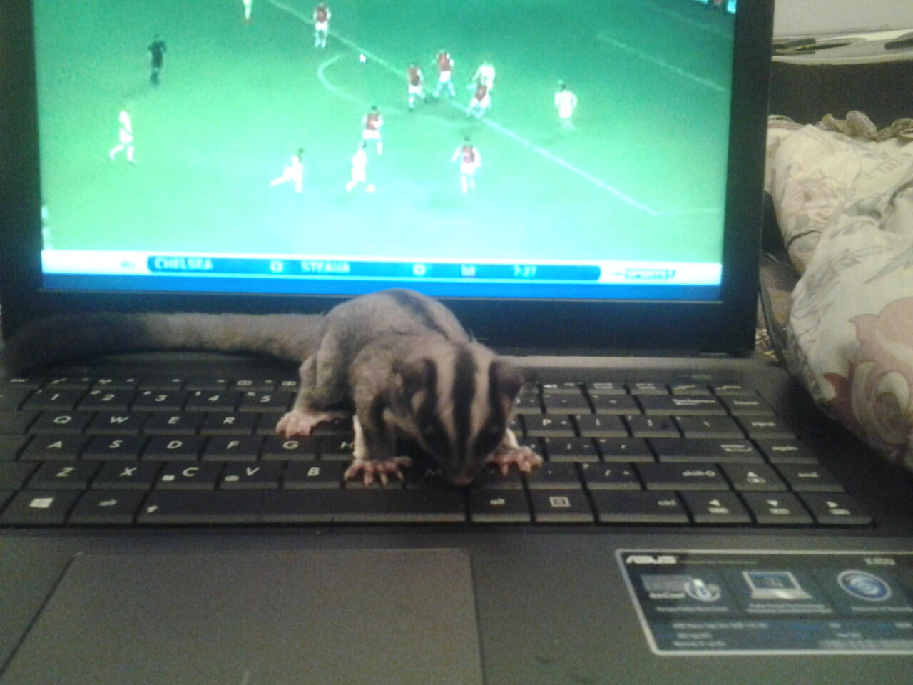 SUGAR GLIDER MURAH + KANDANG + POUCH + PLUS SEDANG HAMIL!!!!!!!!
