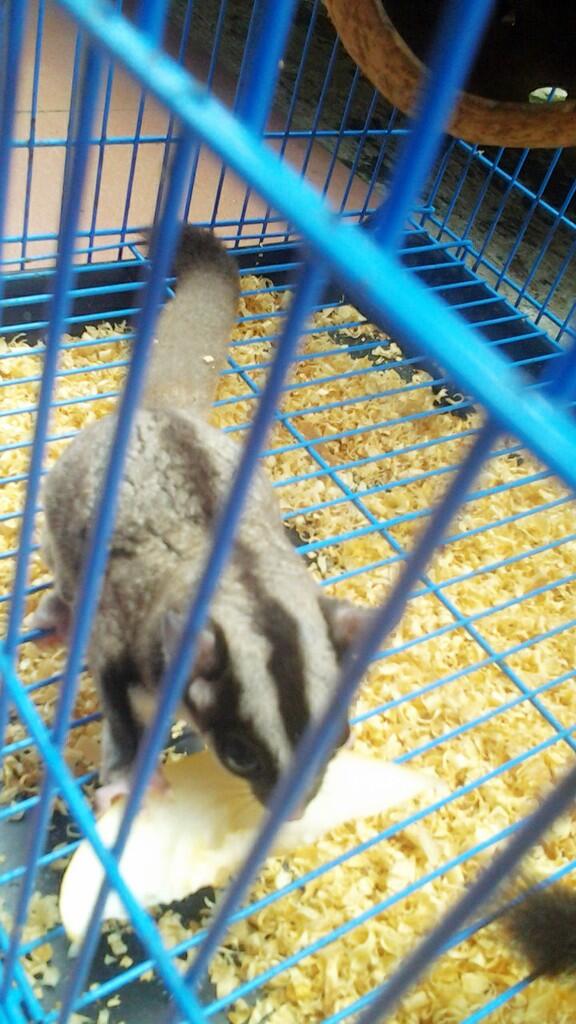 SUGAR GLIDER MURAH + KANDANG + POUCH + PLUS SEDANG HAMIL!!!!!!!!