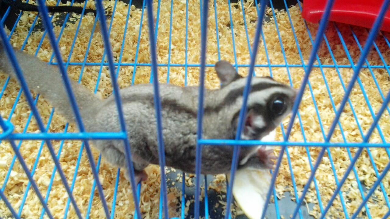 SUGAR GLIDER MURAH + KANDANG + POUCH + PLUS SEDANG HAMIL!!!!!!!!