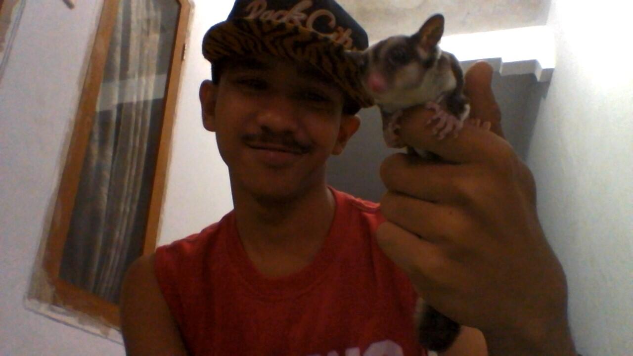SUGAR GLIDER MURAH + KANDANG + POUCH + PLUS SEDANG HAMIL!!!!!!!!
