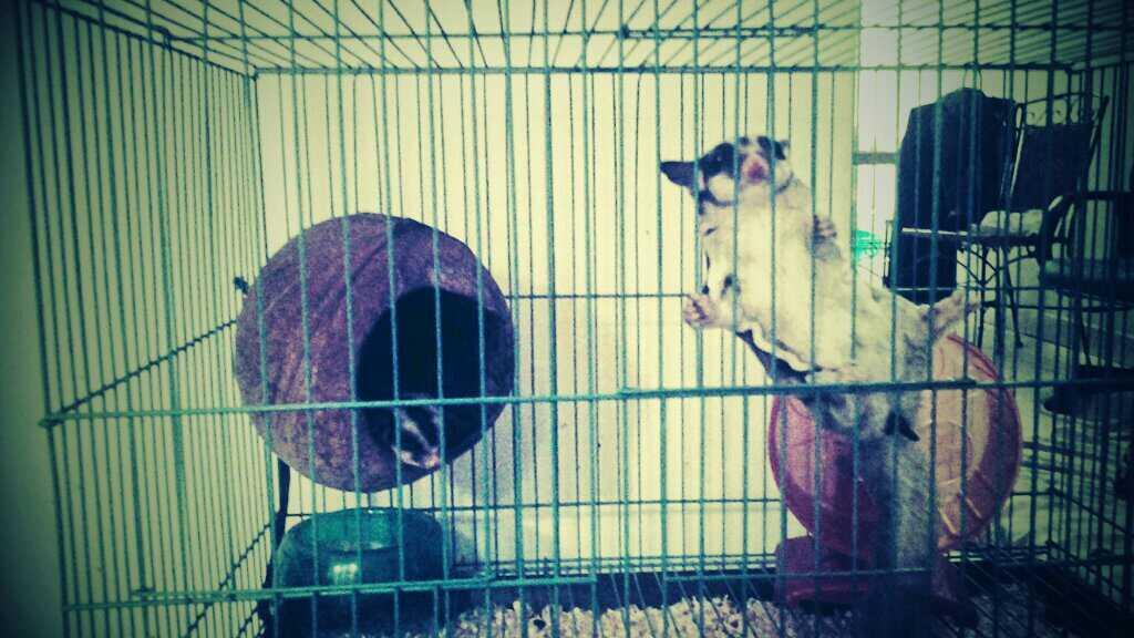 SUGAR GLIDER MURAH + KANDANG + POUCH + PLUS SEDANG HAMIL!!!!!!!!