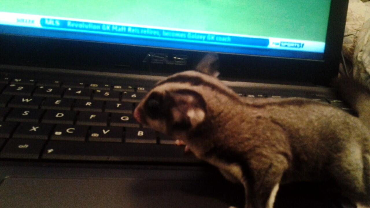 SUGAR GLIDER MURAH + KANDANG + POUCH + PLUS SEDANG HAMIL!!!!!!!!