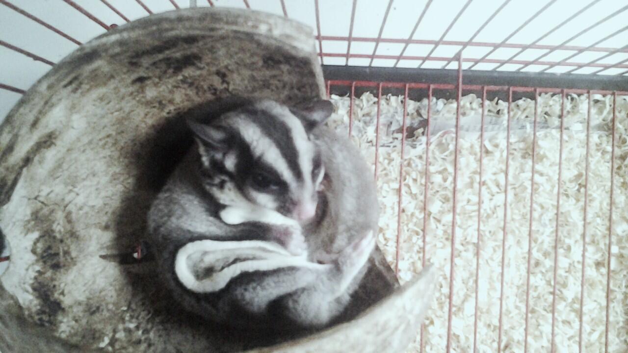 SUGAR GLIDER MURAH + KANDANG + POUCH + PLUS SEDANG HAMIL!!!!!!!!
