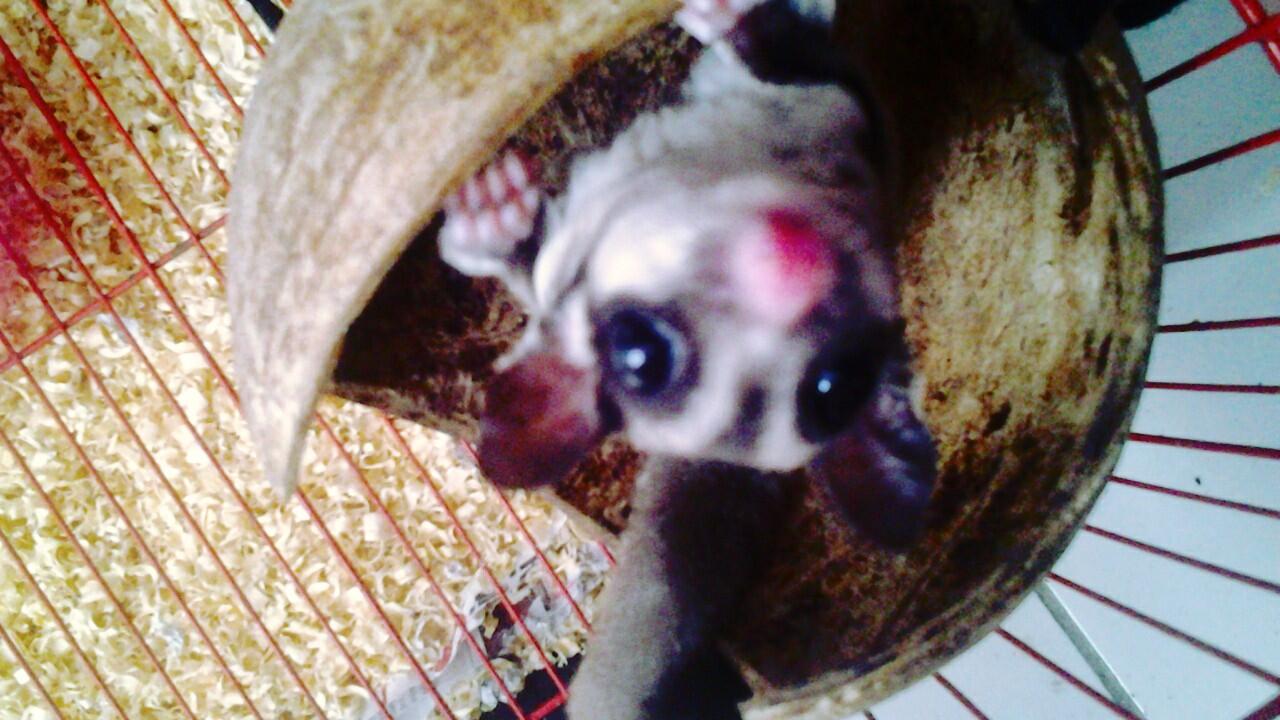 SUGAR GLIDER MURAH + KANDANG + POUCH + PLUS SEDANG HAMIL!!!!!!!!