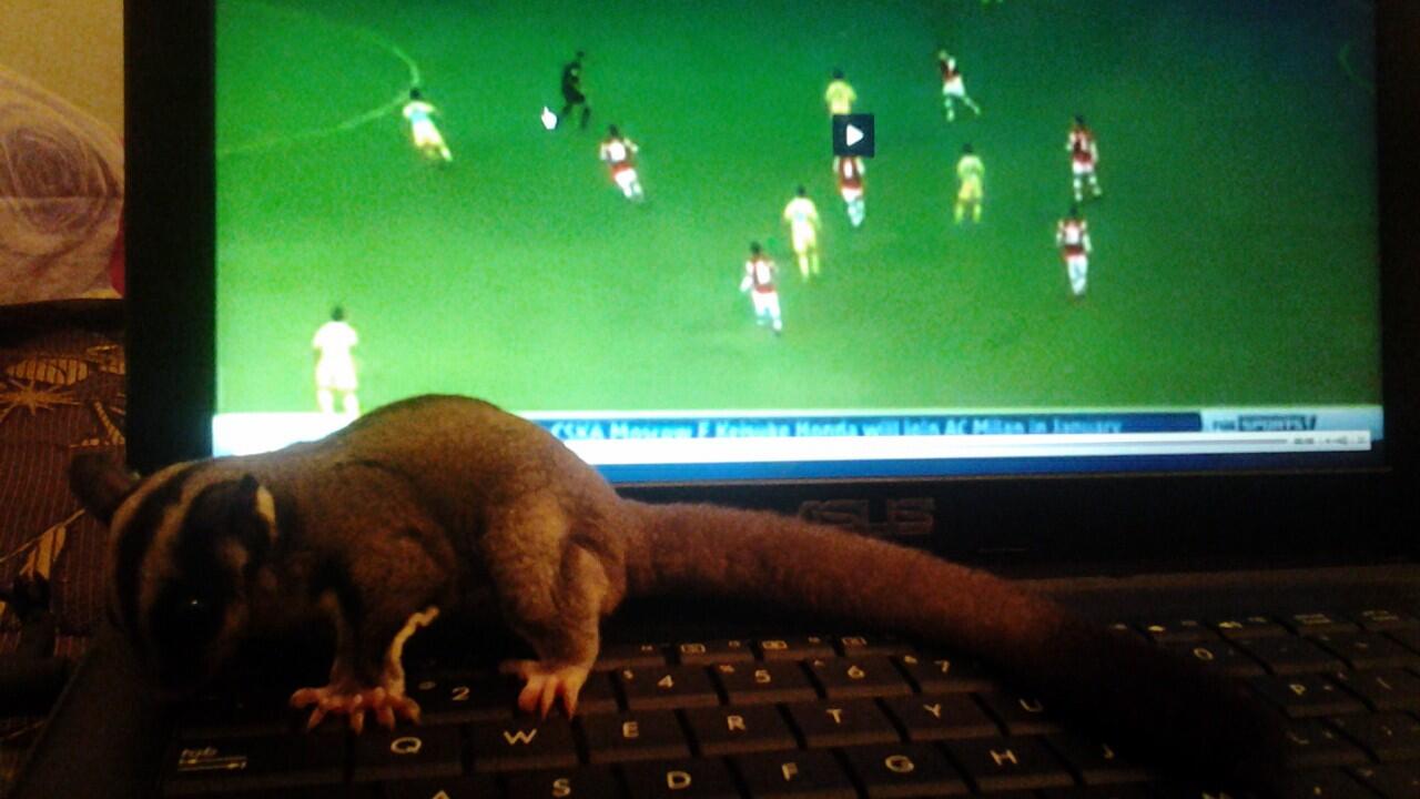 SUGAR GLIDER MURAH + KANDANG + POUCH + PLUS SEDANG HAMIL!!!!!!!!