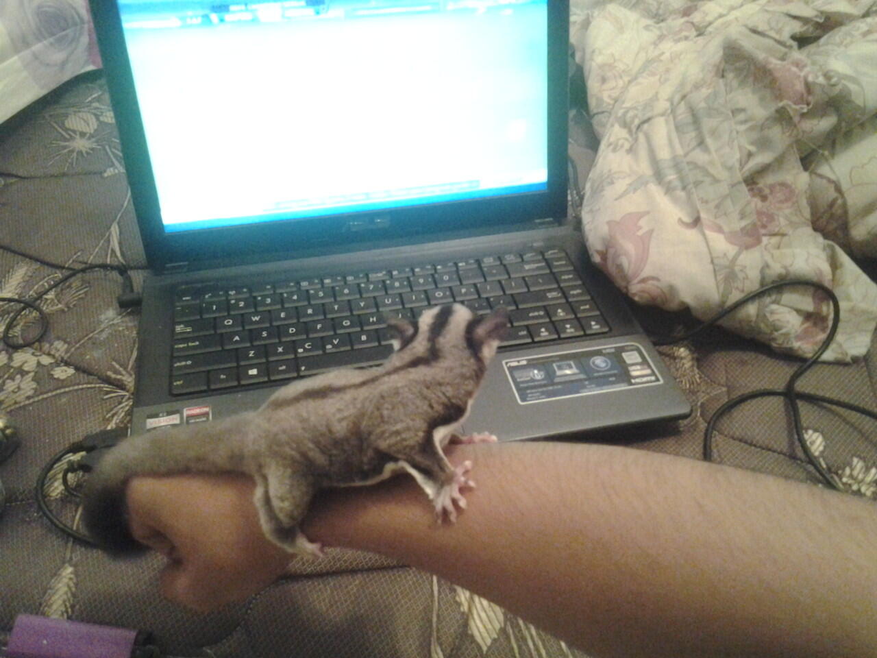 SUGAR GLIDER MURAH + KANDANG + POUCH + PLUS SEDANG HAMIL!!!!!!!!