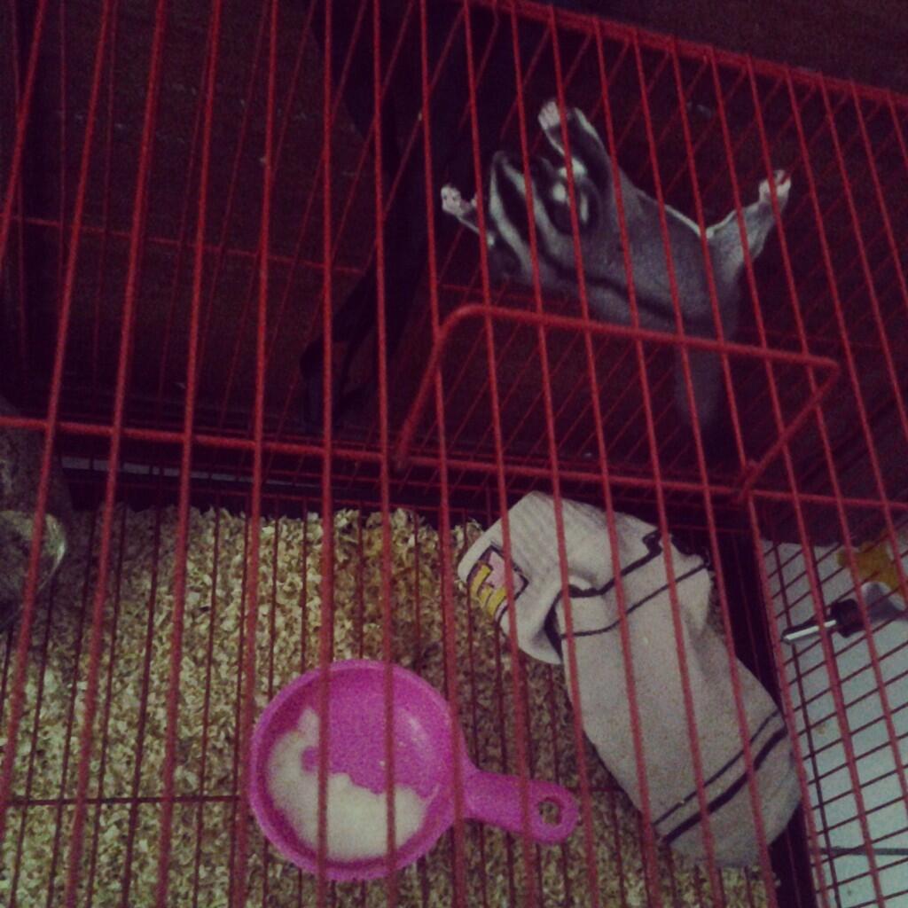 SUGAR GLIDER MURAH + KANDANG + POUCH + PLUS SEDANG HAMIL!!!!!!!!