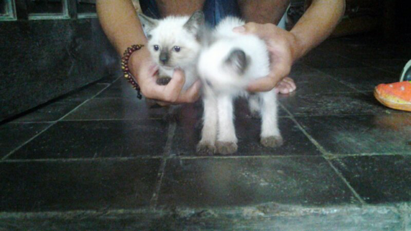 kucing siamese jantan kitten plus kandang