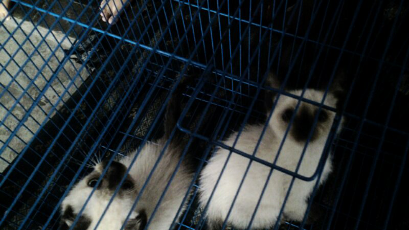 kucing siamese jantan kitten plus kandang