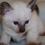 DIJUAL KUCING SIAMESE MURAH !!!!