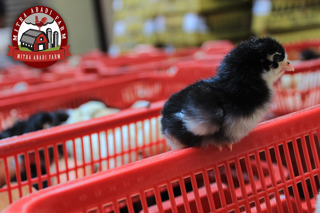 DOC ayam kampung super ( Kirim Seluruh Indonesia )