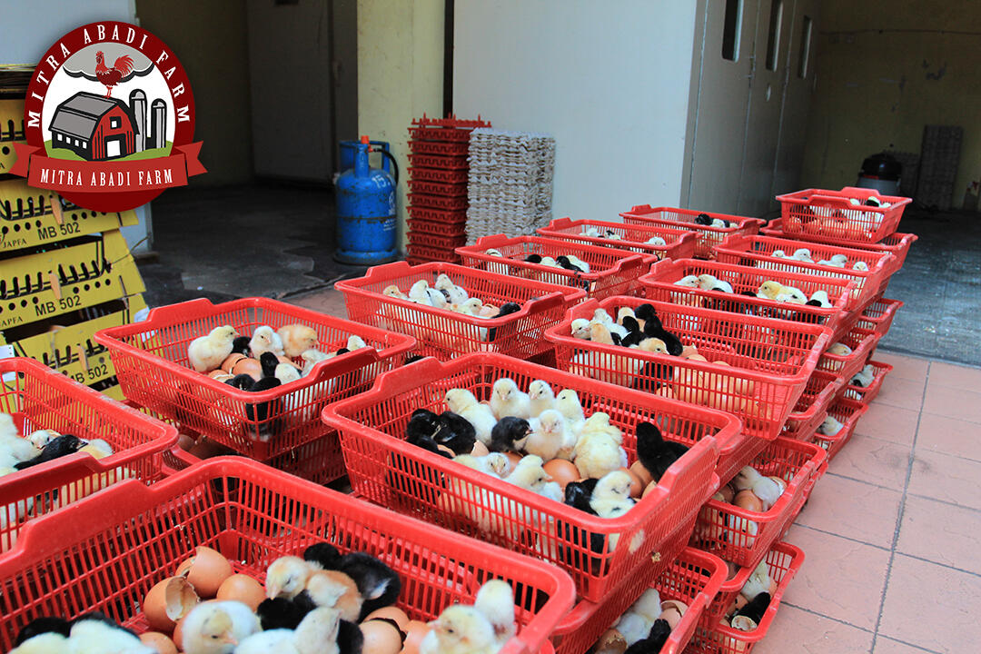 DOC ayam kampung super ( Kirim Seluruh Indonesia )