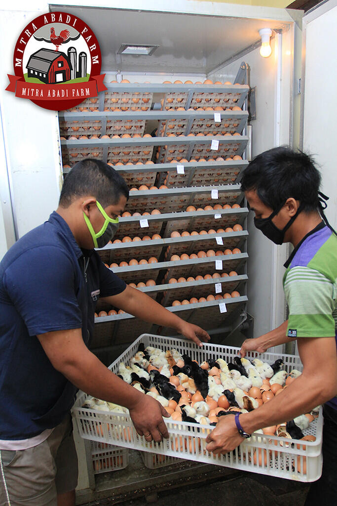 DOC ayam kampung super ( Kirim Seluruh Indonesia )