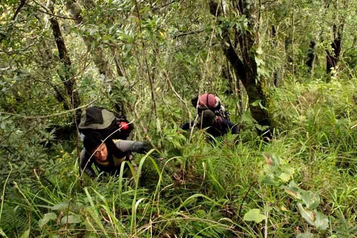 Merintis Jalur Coklak Puncak Selatan Gunung Raung